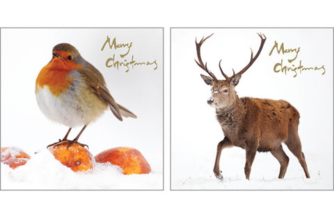 Christmas Card Pack - Robin & Stag